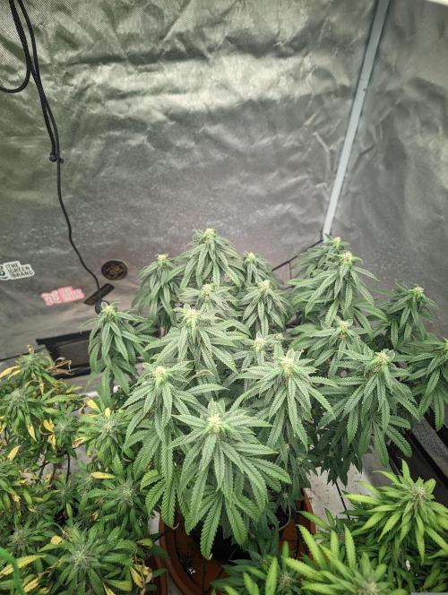 14/14 CRITICAL FEM "GB STRAINS". Week 20