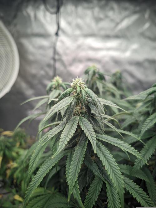 14/14 CRITICAL FEM "GB STRAINS". Week 20