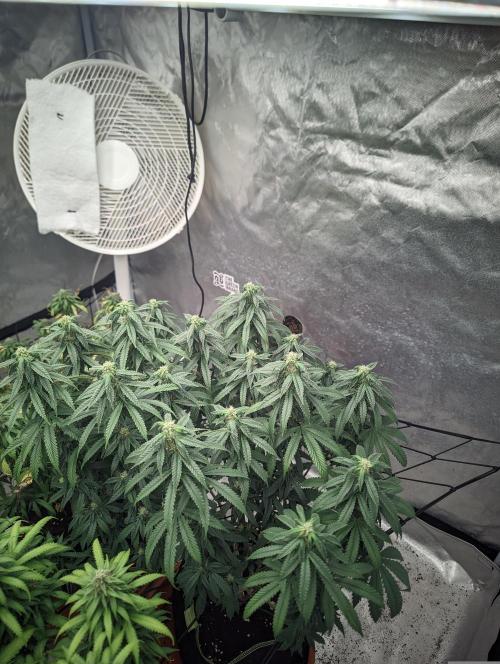 14/14 CRITICAL FEM "GB STRAINS". Week 20