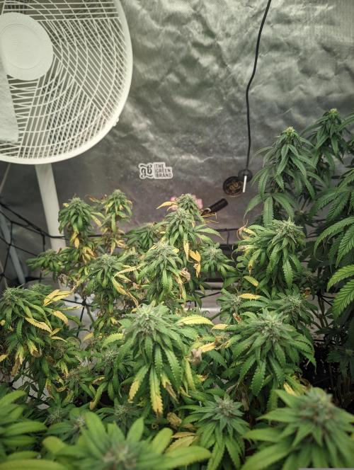 14/14 Kritical GB FEM "GB STRAINS". Week 20