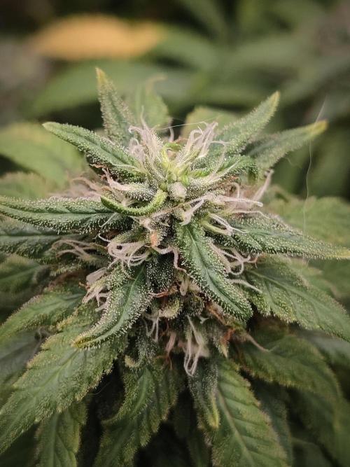14/14 Kritical GB FEM "GB STRAINS". Week 20
