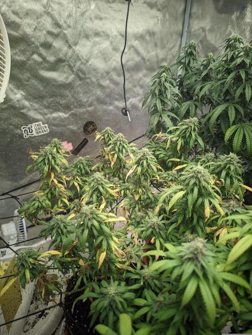 14/14 Kritical GB FEM "GB STRAINS". Week 20