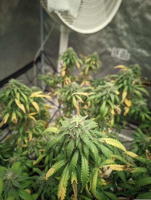 14/14 Kritical GB FEM "GB STRAINS". Week 20