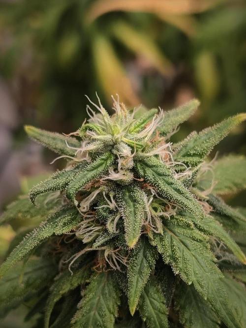 14/14 Kritical GB FEM "GB STRAINS". Week 20