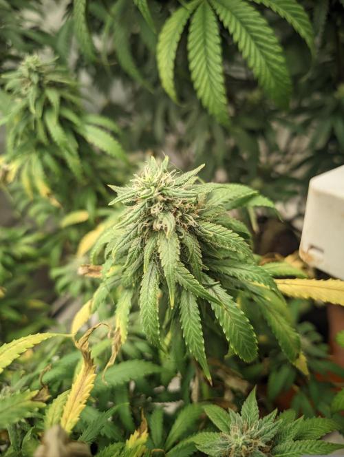 14/14 Kritical GB FEM "GB STRAINS". Week 20