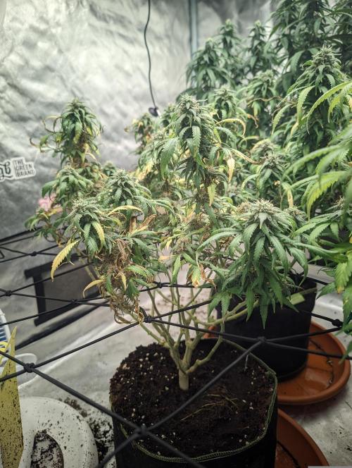 14/14 Kritical GB FEM "GB STRAINS". Week 20