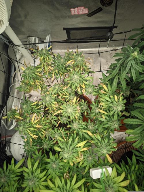 14/14 Kritical GB FEM "GB STRAINS". Week 20