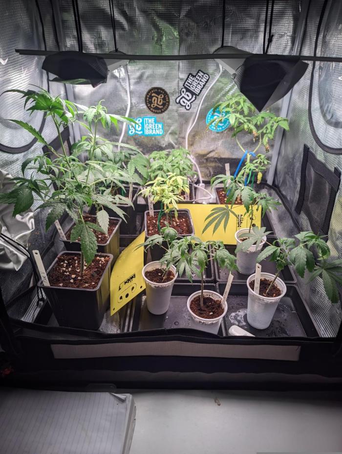 💚Carpa de esquejes y sus cuidados 💚. Week 3