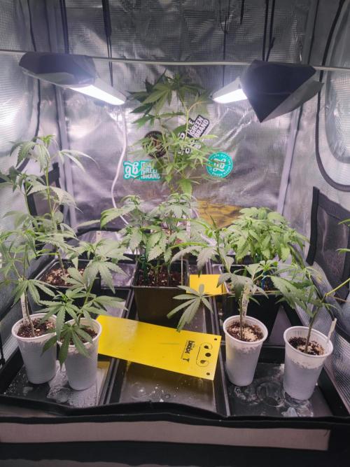 💚Carpa de esquejes y sus cuidados 💚. Week 4
