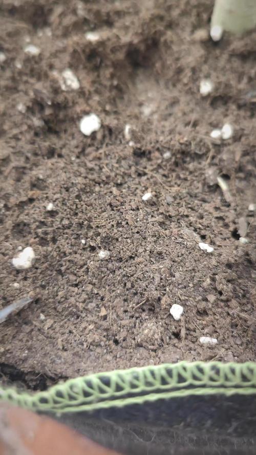 14/14 Oreoz FEM "GB SEEDS"