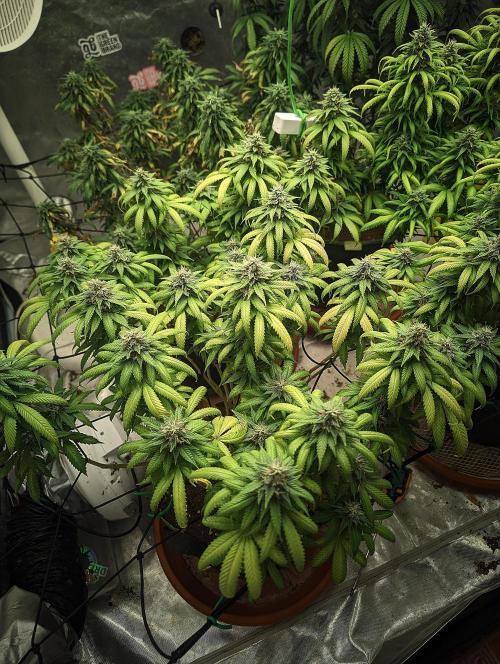 14/14 Oreoz FEM "GB SEEDS". Week 21