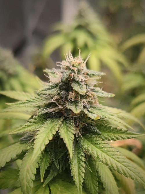 14/14 Oreoz FEM "GB SEEDS". Week 21