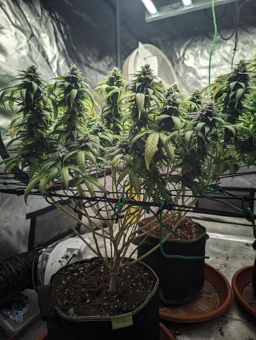 14/14 Oreoz FEM "GB SEEDS". Week 21