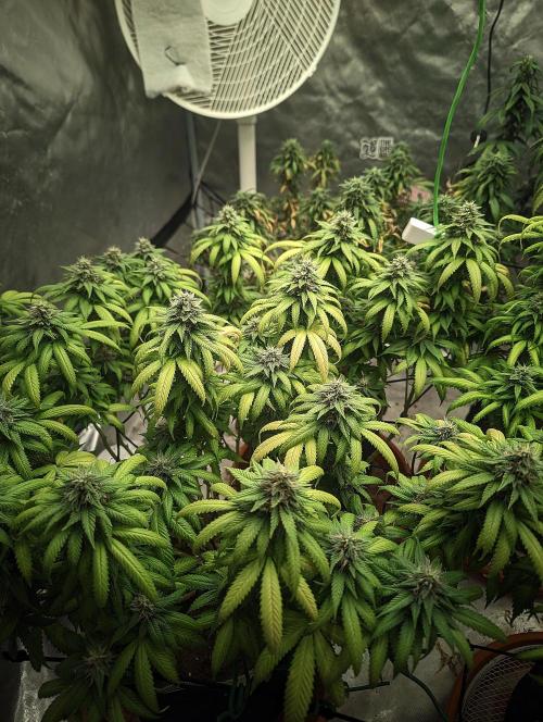 14/14 Oreoz FEM "GB SEEDS". Week 21
