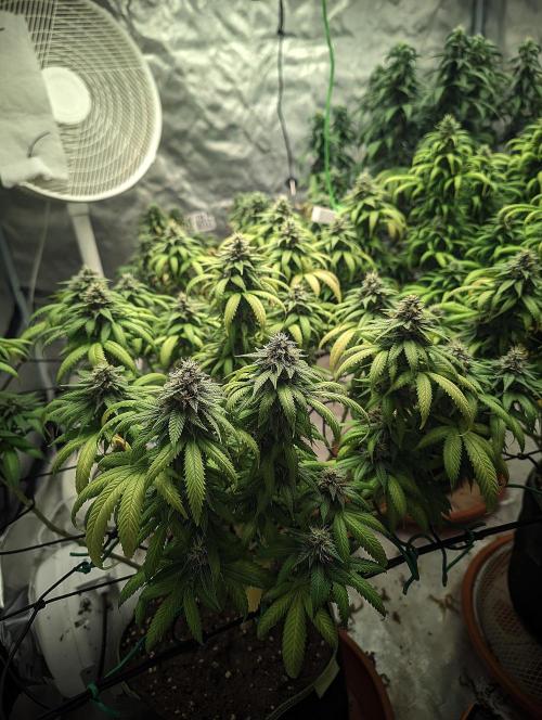 14/14 Oreoz FEM "GB SEEDS". Week 21