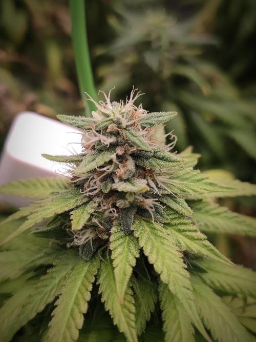 14/14 Oreoz FEM "GB SEEDS". Week 21