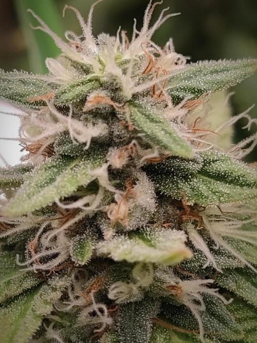 14/14 Oreoz FEM "GB SEEDS". Week 21