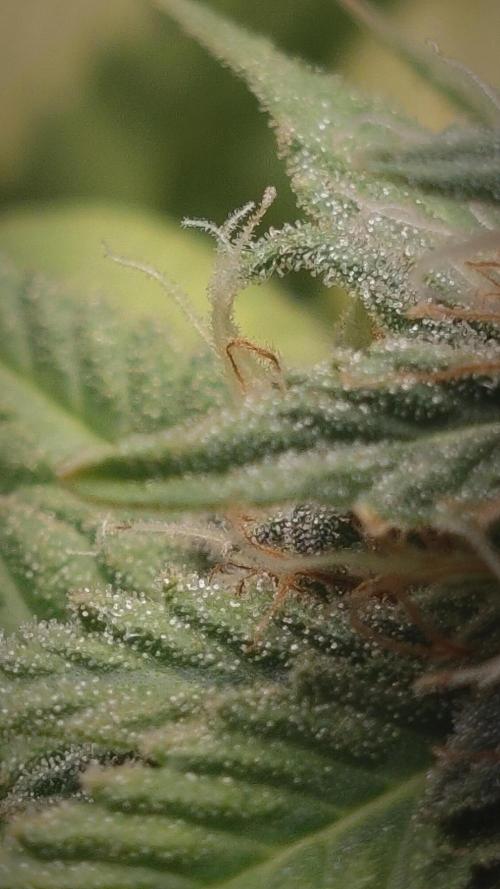 14/14 Oreoz FEM "GB SEEDS". Week 21