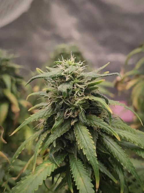 14/14 Kritical GB FEM "GB STRAINS". Week 21