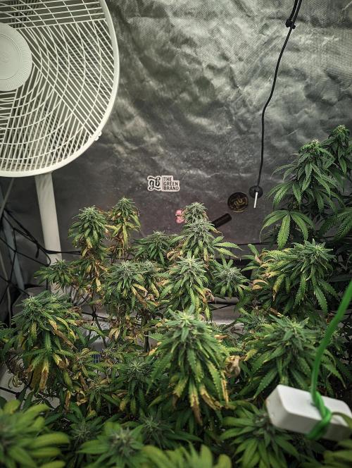 14/14 Kritical GB FEM "GB STRAINS". Week 21
