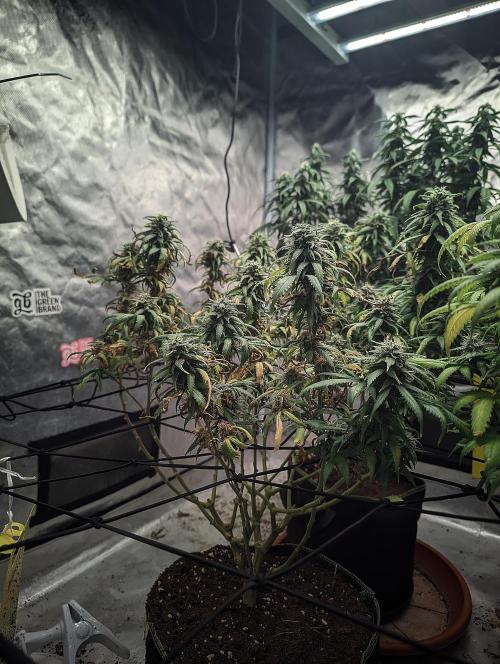 14/14 Kritical GB FEM "GB STRAINS". Week 21
