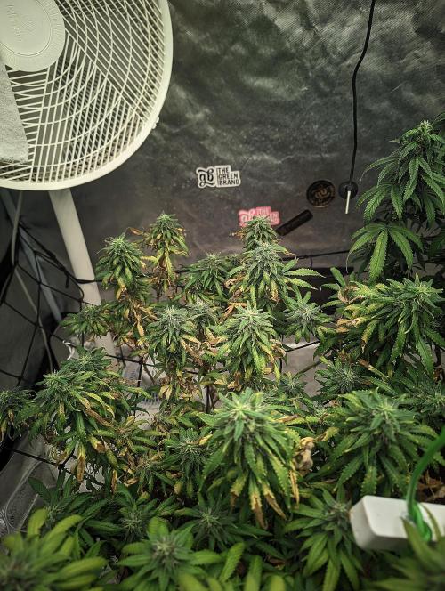 14/14 Kritical GB FEM "GB STRAINS". Week 21