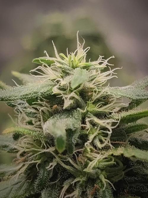 14/14 Kritical GB FEM "GB STRAINS". Week 21