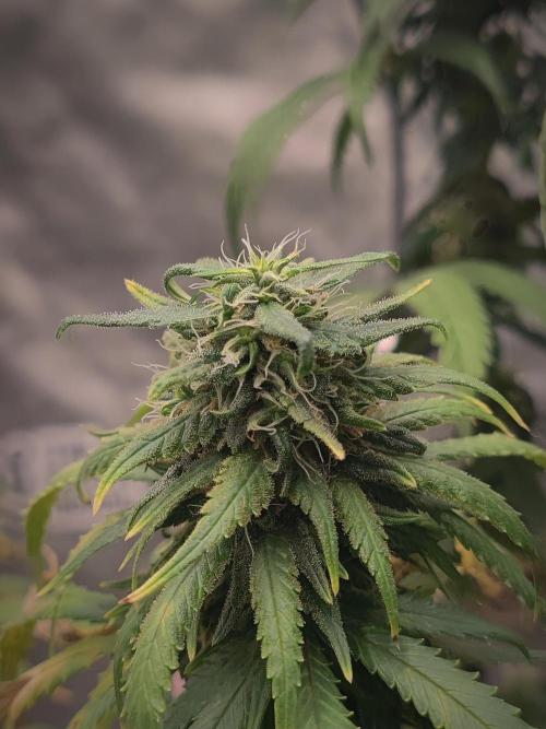 14/14 Kritical GB FEM "GB STRAINS". Week 21