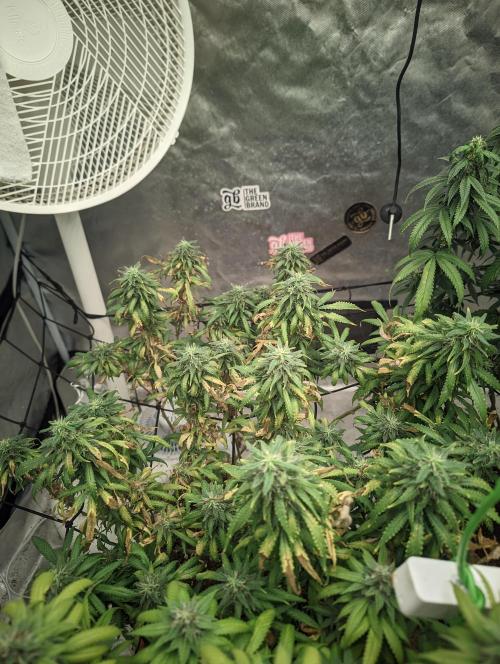 14/14 Kritical GB FEM "GB STRAINS". Week 21