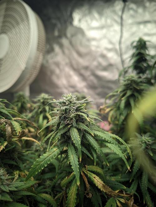 14/14 Kritical GB FEM "GB STRAINS". Week 21