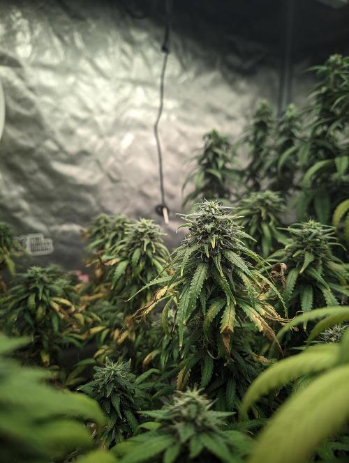 14/14 Kritical GB FEM "GB STRAINS". Week 21
