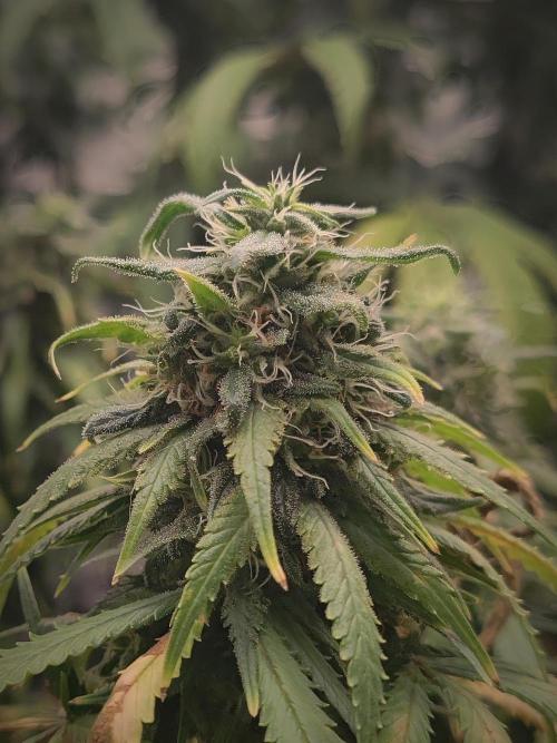 14/14 Kritical GB FEM "GB STRAINS". Week 21