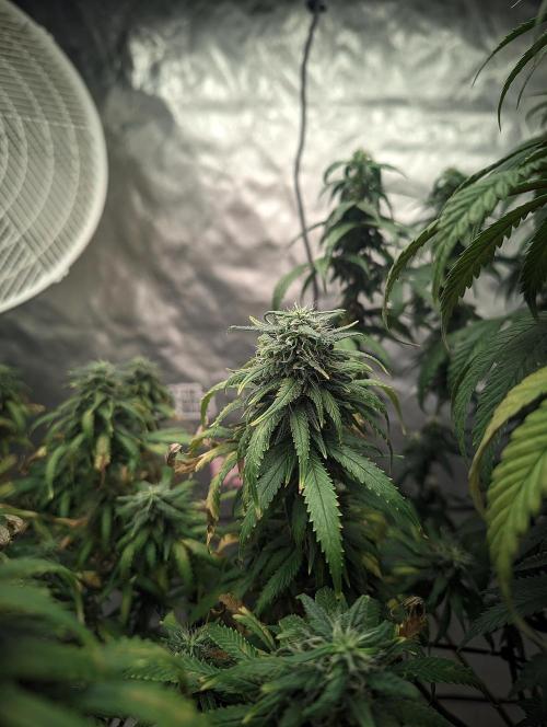 14/14 Kritical GB FEM "GB STRAINS". Week 21