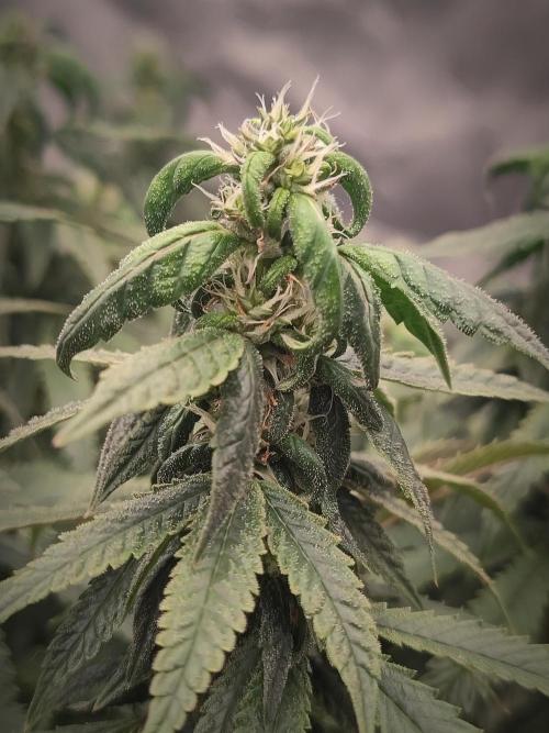 14/14 CRITICAL FEM "GB STRAINS". Week 21