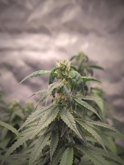 14/14 CRITICAL FEM "GB STRAINS". Week 21