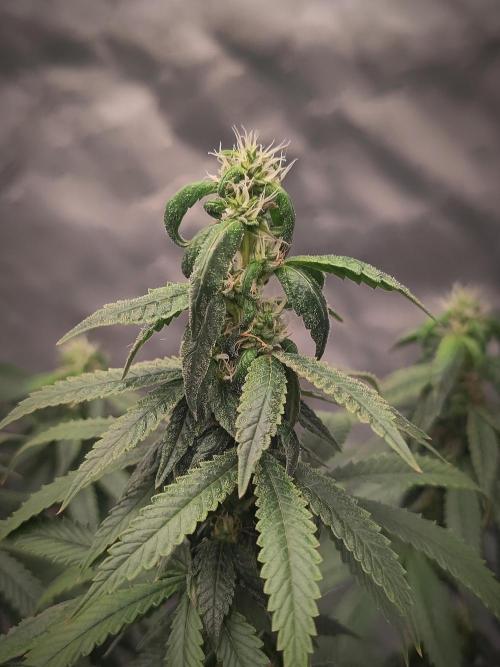 14/14 CRITICAL FEM "GB STRAINS". Week 21