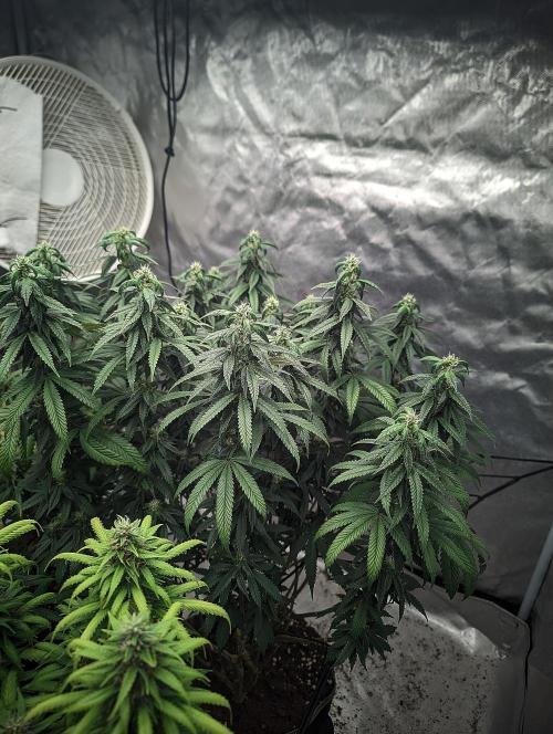 14/14 CRITICAL FEM "GB STRAINS". Week 21