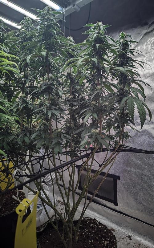 14/14 CRITICAL FEM "GB STRAINS". Week 21
