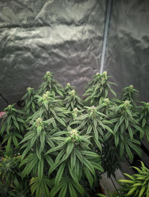 14/14 CRITICAL FEM "GB STRAINS". Week 21