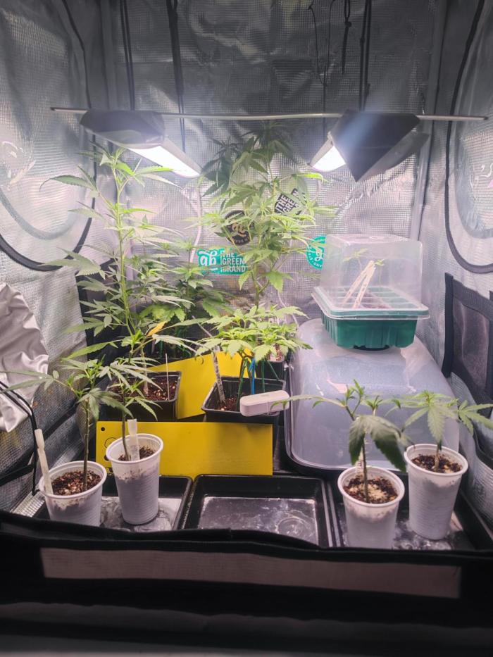 💚Carpa de esquejes y sus cuidados 💚. Week 5