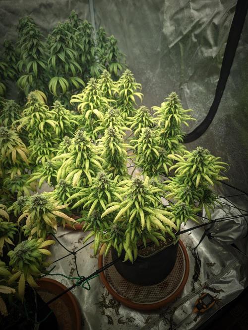 14/14 Pakistan Valley E. V. FEM "WoS". Week 22