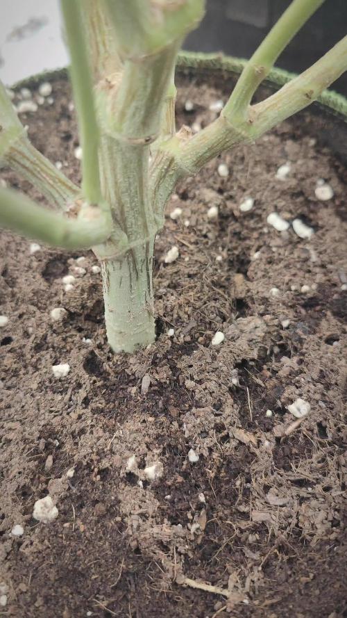 14/14 Oreoz FEM "GB SEEDS"