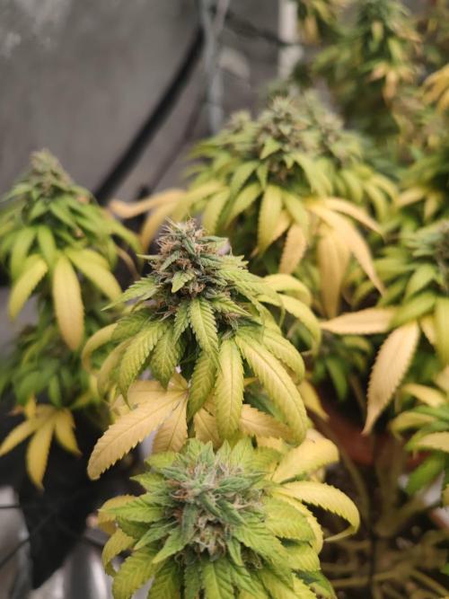14/14 Oreoz FEM "GB SEEDS". Week 22