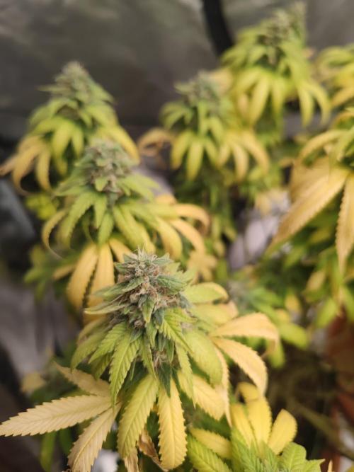 14/14 Oreoz FEM "GB SEEDS". Week 22