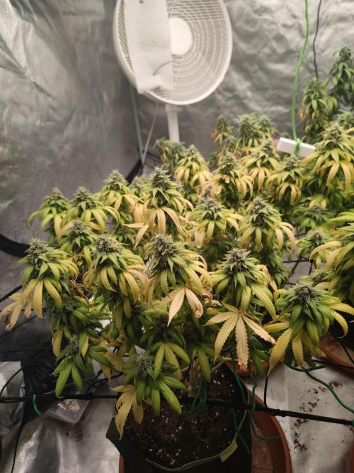 14/14 Oreoz FEM "GB SEEDS". Week 22