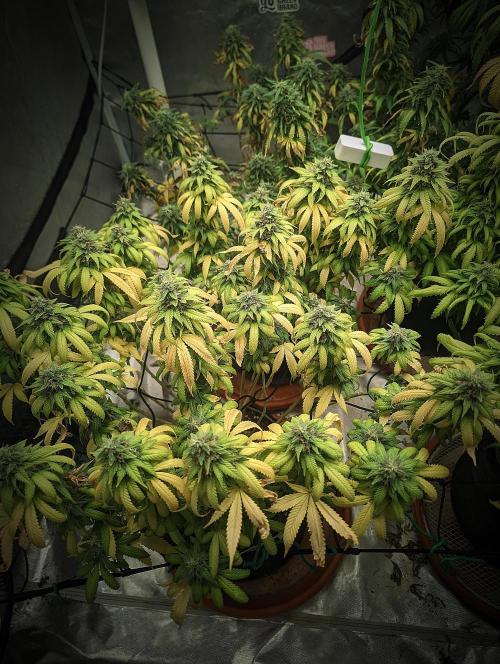 14/14 Oreoz FEM "GB SEEDS". Week 22