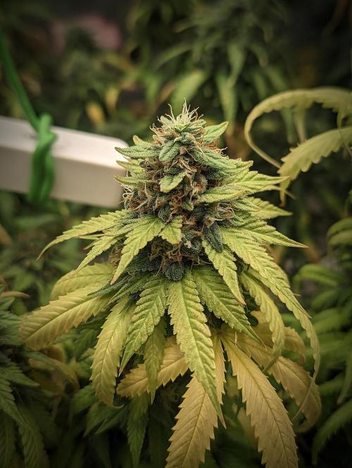 14/14 Oreoz FEM "GB SEEDS". Week 22