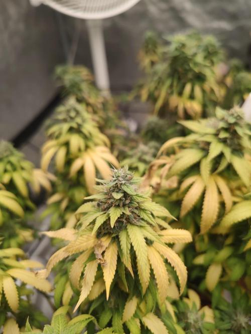 14/14 Oreoz FEM "GB SEEDS". Week 22