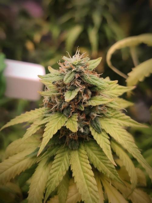 14/14 Oreoz FEM "GB SEEDS". Week 22