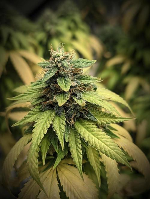 14/14 Oreoz FEM "GB SEEDS". Week 22